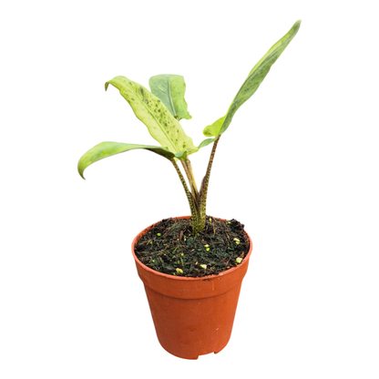 Alocasia Lauterbachiana Variegata