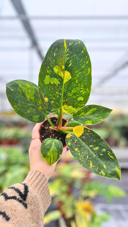 Philodendron Green Congo Variegata