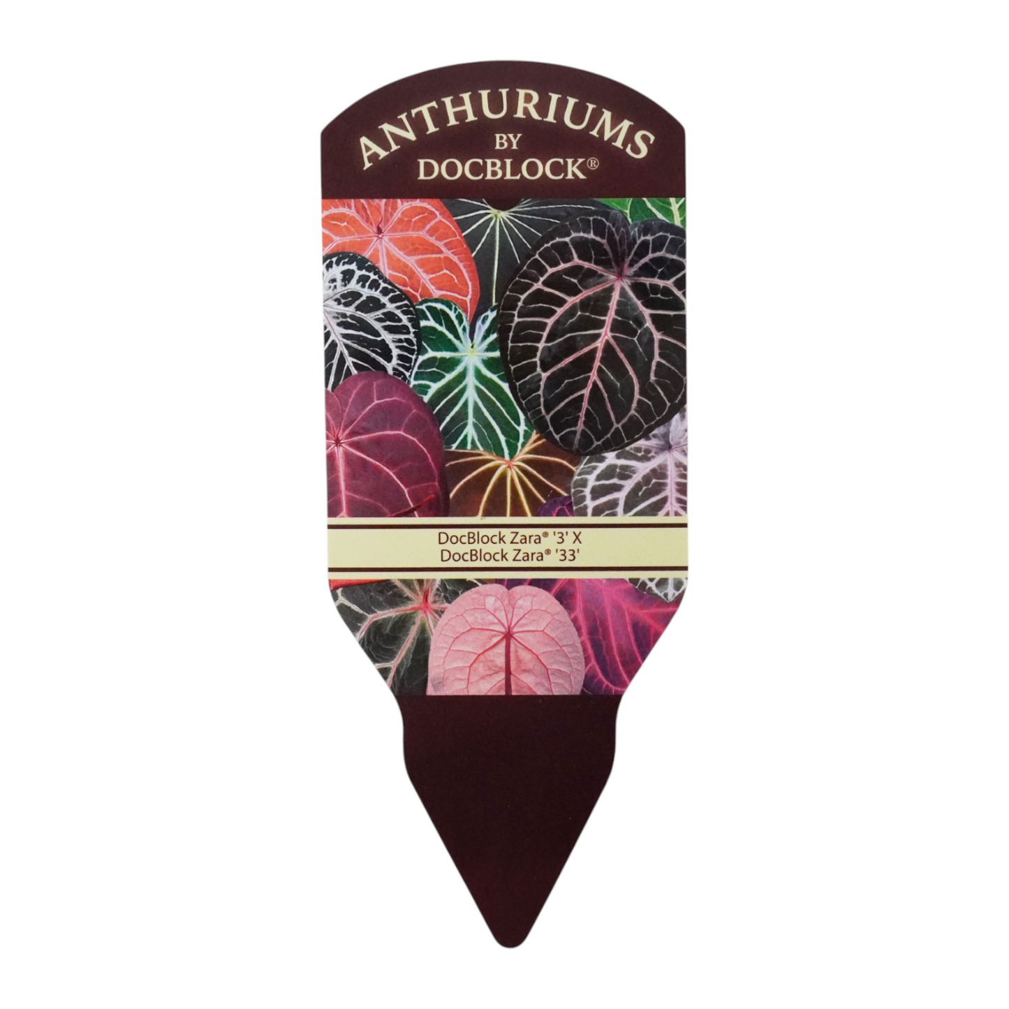 DocBlock Anthurium Zara® '3' × Zara® '33'