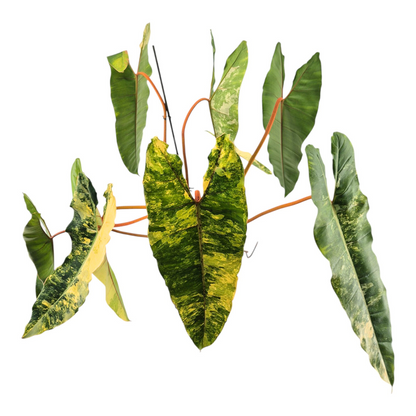 Philodendron Billietiae Variegata *1