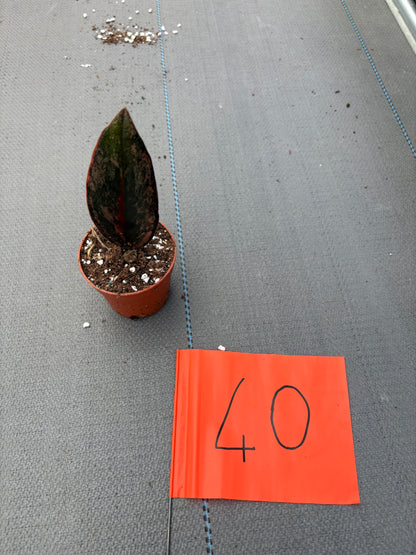 Live-Verkaufspflanze 40