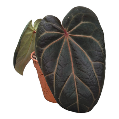 Live Sale Plant 240  DocBlock Anthurium Red Velvet Cake® '24' X Home Sweet Home® '32'