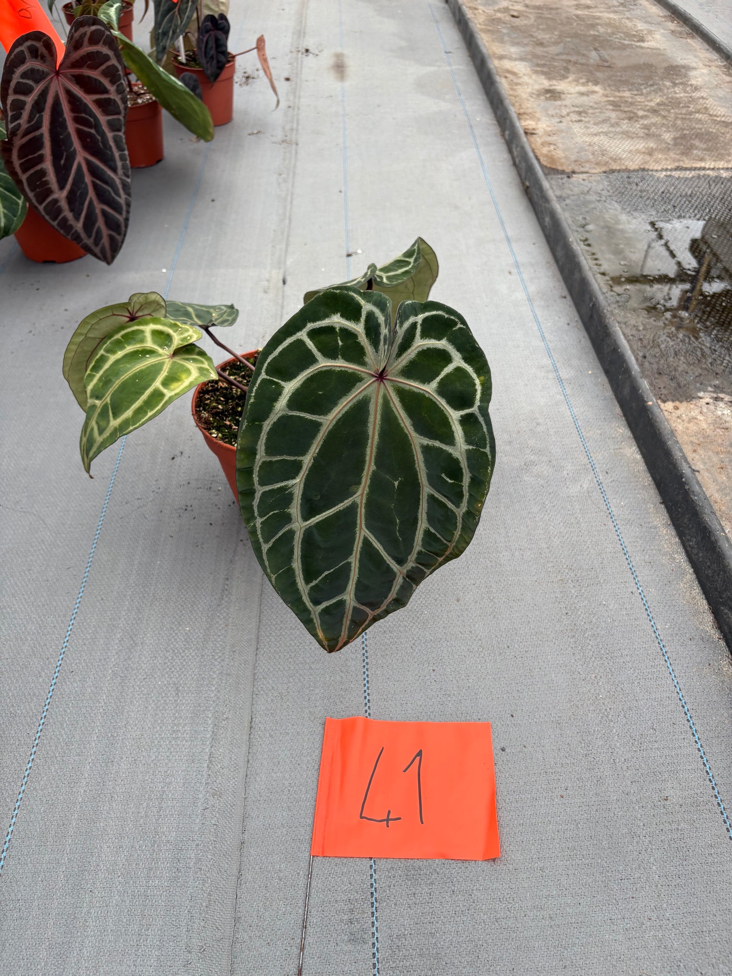 Live-Verkaufspflanze 41