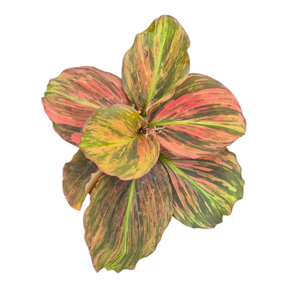 Live Sale Plant 315 Kaempferia Pulchra Pink Variegata