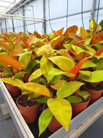 Philodendron Mars