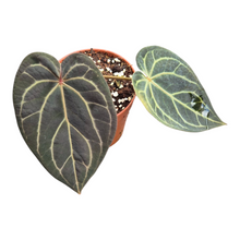 Live Sale Plant 241  DocBlock Anthurium Red Velvet Cake® '24' X Home Sweet Home® '32'