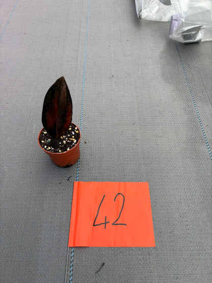 Live-Verkaufspflanze 42