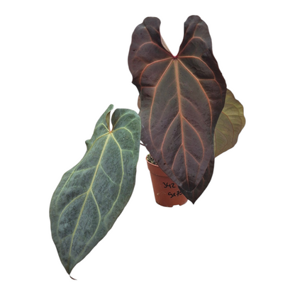 Live Sale Plant 342 DocBlock Anthurium Dark & Handsome® '9' X Darth Vader® '75'