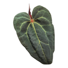 Live Sale Plant 242 DocBlock Anthurium Michelle® '11' X Dark & Handsome® '9'