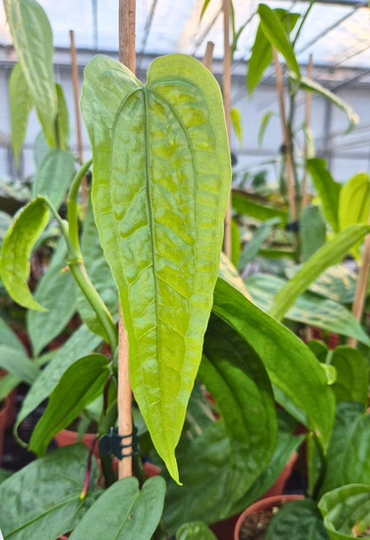 Anthurium sp. Limon