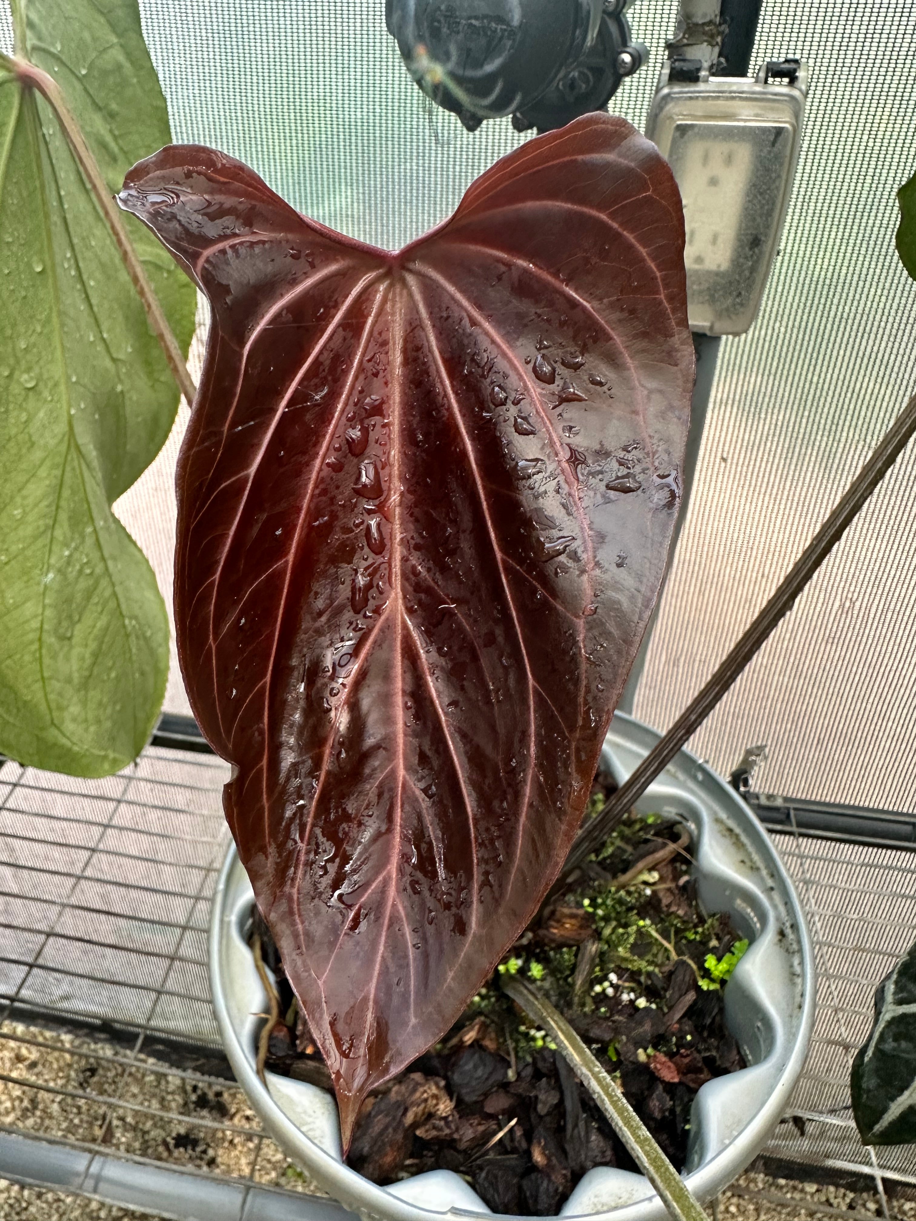 DocBlock Anthurium Black Widow® '43' X Forgetii '57' – Casa Botanica