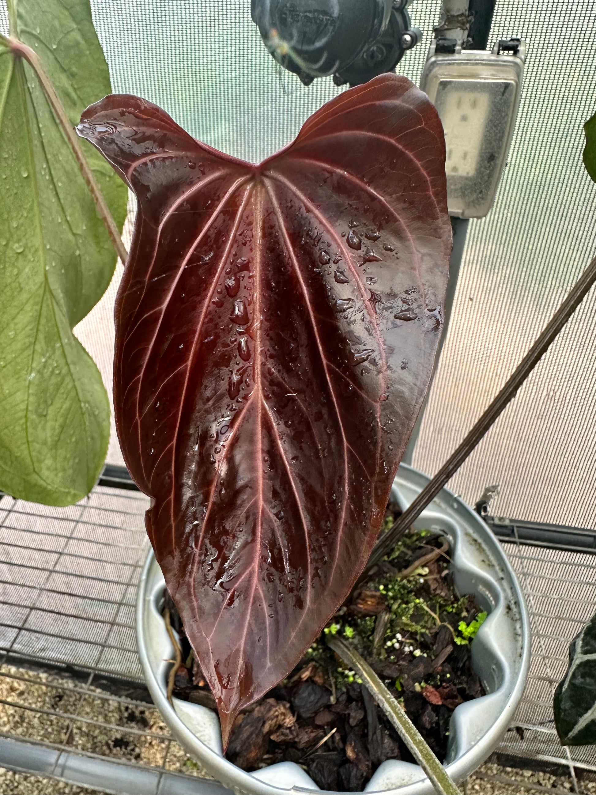 anthurium black widow DocBlock Anthurium Black Widow® '43' × Forgetii '57'