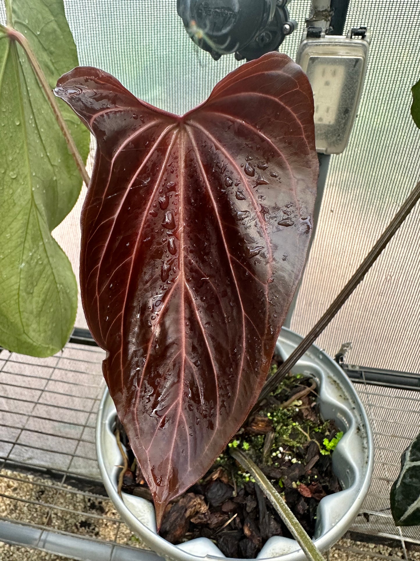 DocBlock Anthurium (Red Velvet Cake® '24' X Dark & Handsome® '9') X Black Widow® '43'