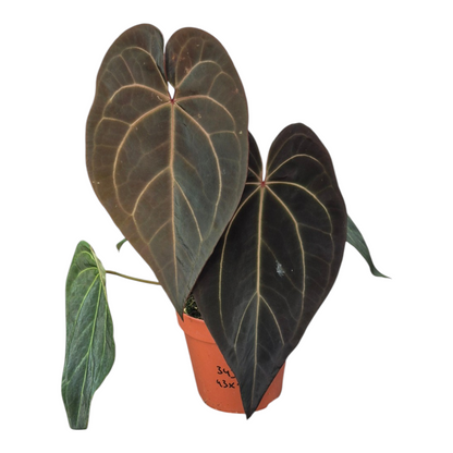 Live Sale Plant 343 DocBlock Anthurium Black Widow® '43' X Red Velvet Cake® '24'