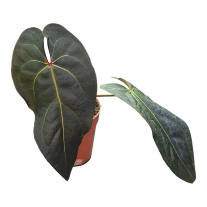 Live Sale Plant 243 DocBlock Anthurium Dark & Handsome® '9' X Minerva® '20'