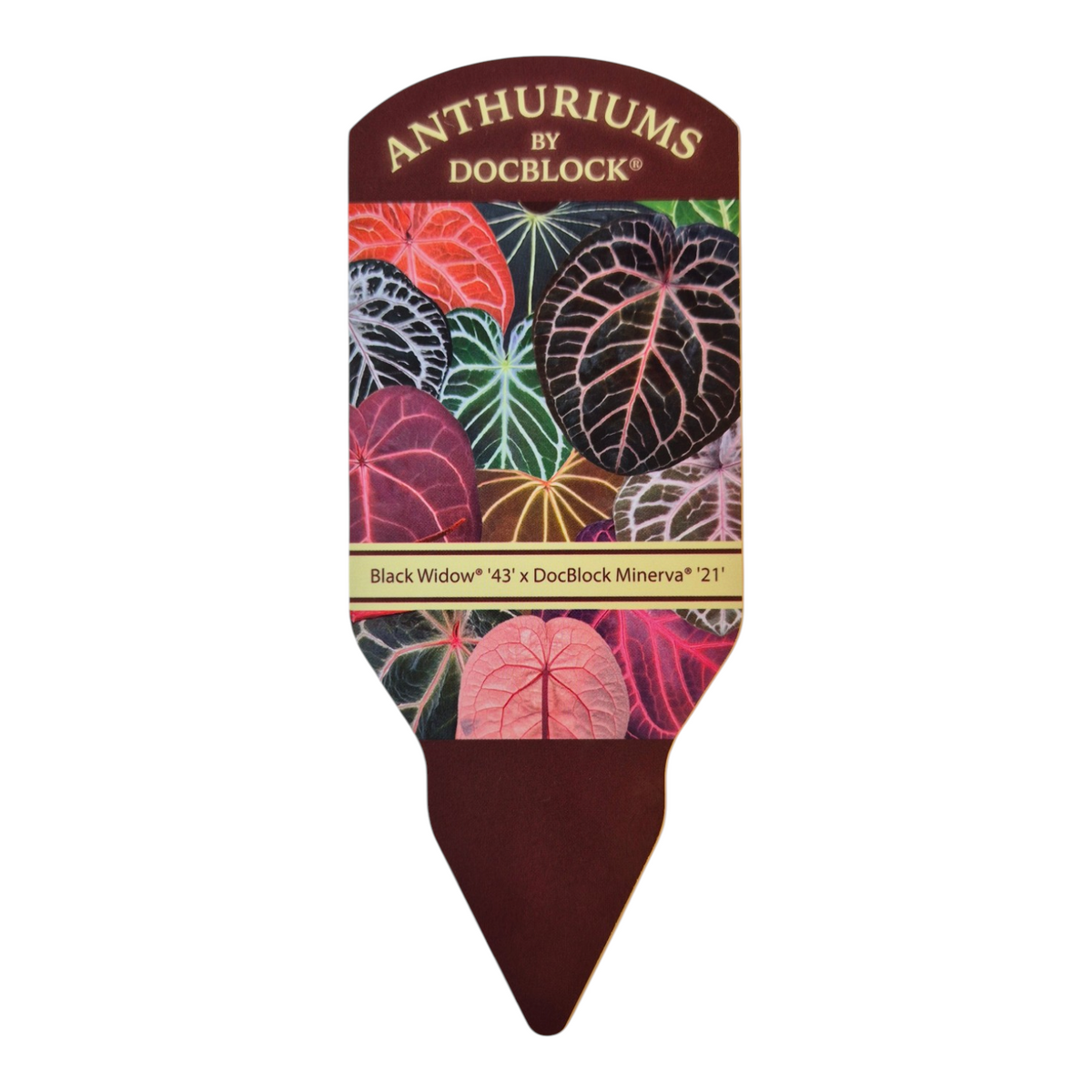 Selected DocBlock Anthurium Black Widow® '43' X Minerva® '21'