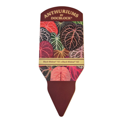 DocBlock Anthurium Black Widow® '43' x Black Widow® '43'
