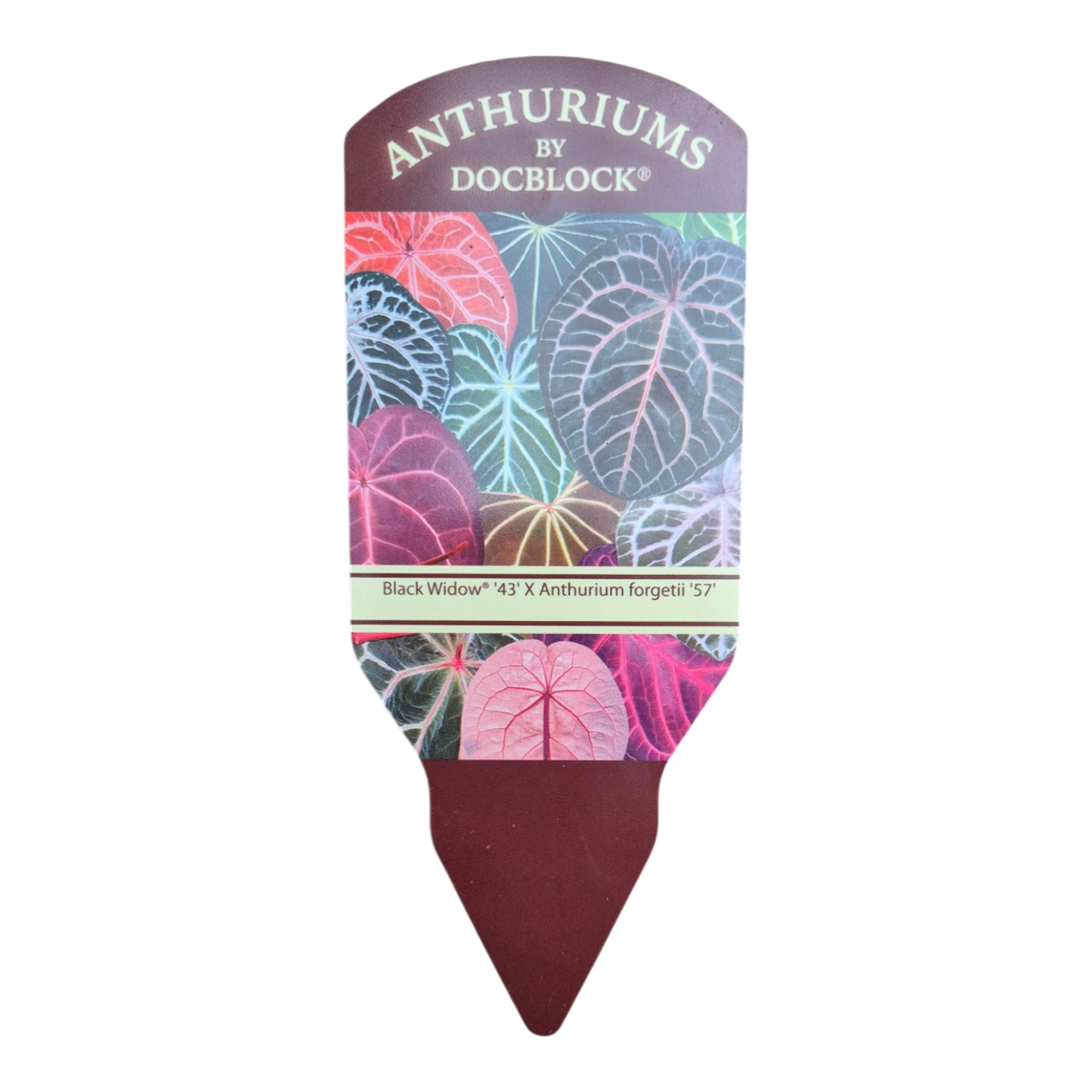 DocBlock Anthurium Black Widow® '43' × Forgetii '57'