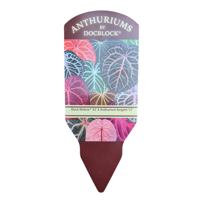 DocBlock Anthurium Black Widow® '43' × Forgetii '57'