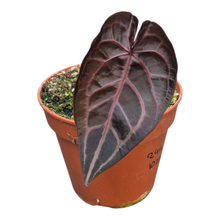 Live Sale Plant 244 DocBlock Anthurium Michelle® '10' X Minerva® '20'