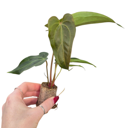 Live Sale Plant 344 DocBlock Anthurium Dark & Handsome® '9' X Dark & Handsome® '9'