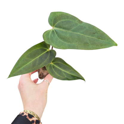 Live Sale Plant 345 DocBlock Anthurium Dark & Handsome® '9' X Dark & Handsome® '9'