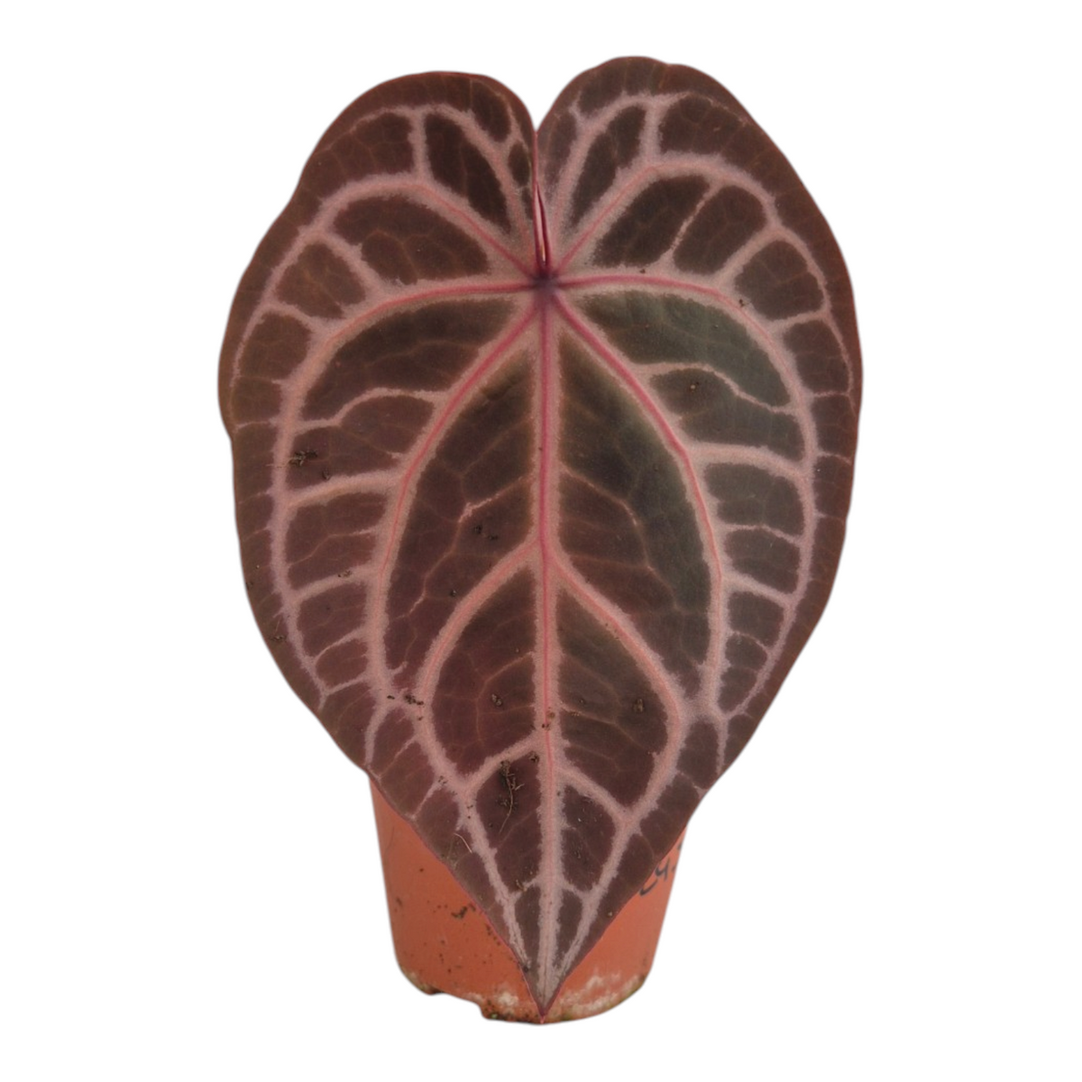 Live Sale Plant 245 DocBlock Anthurium Thor's Lightning® '30' X Home, Sweet Home® '32'
