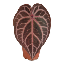 Live Sale Plant 245 DocBlock Anthurium Thor's Lightning® '30' X Home, Sweet Home® '32'