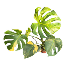 Live Sale Plant 246 Monstera Deliciosa Aurea Variegata