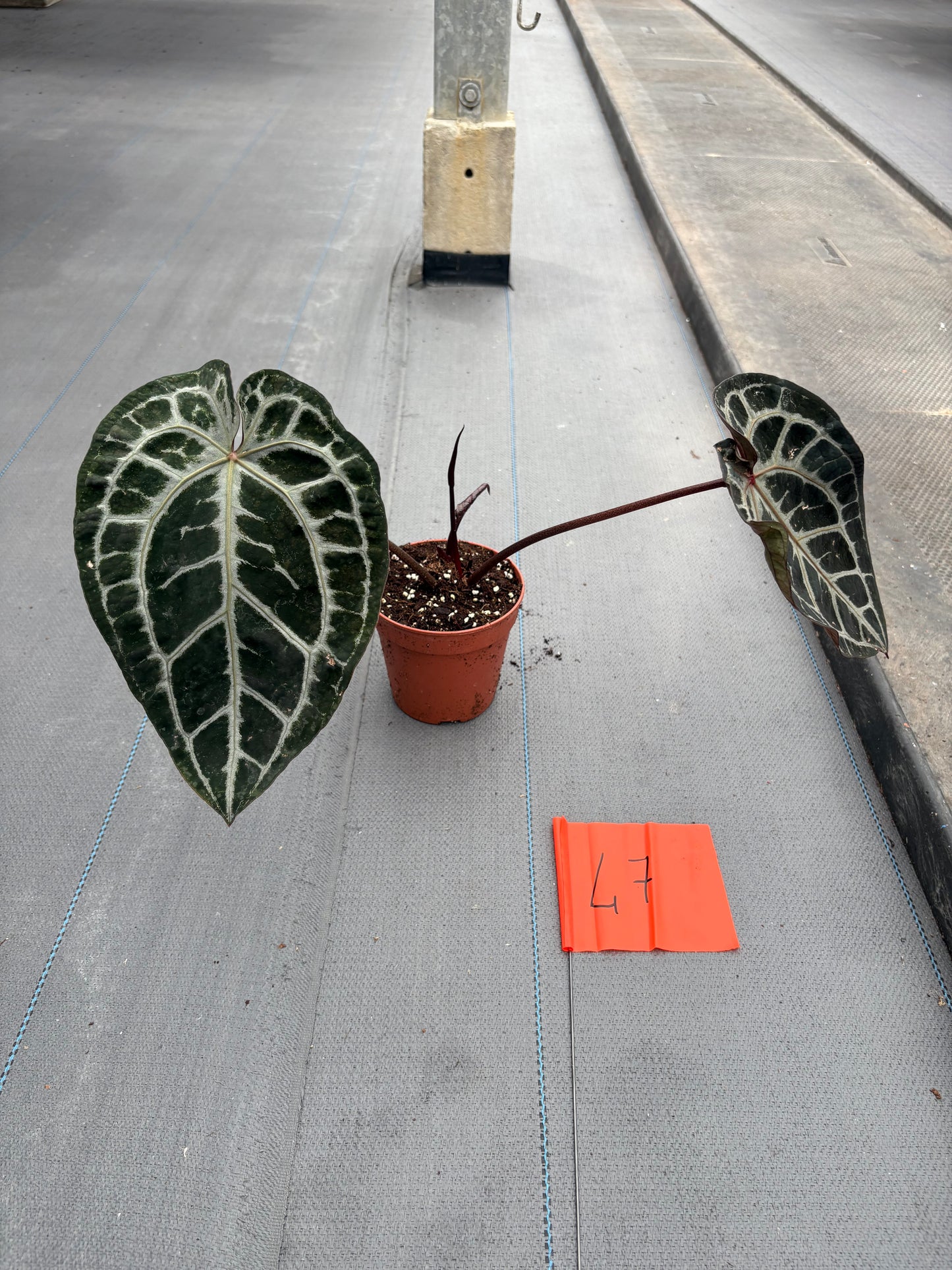 Live-Verkaufspflanze 47