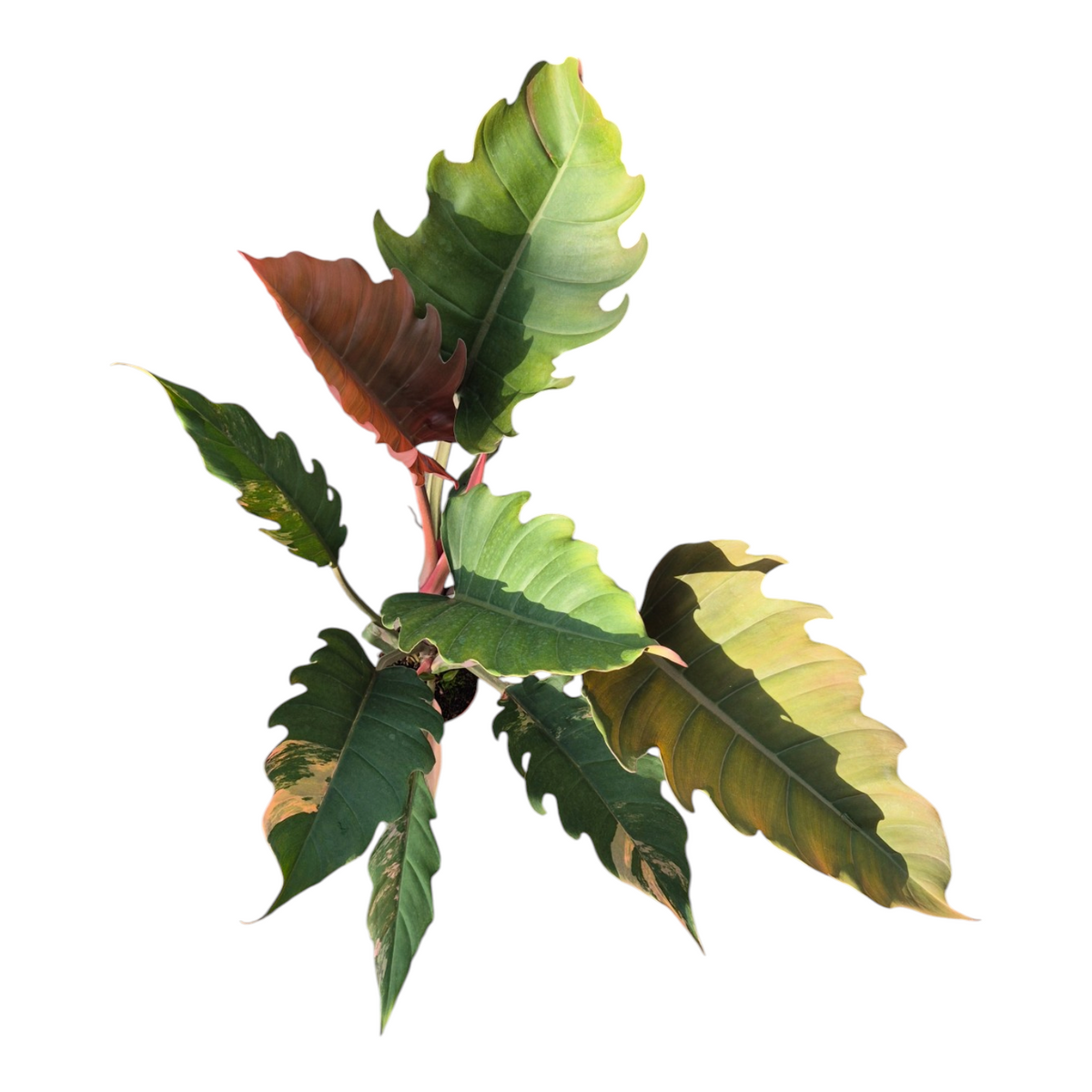 Live Sale Plant 247 Philodendron Caramel Marble (Pluto)