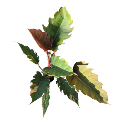 Live Sale Plant 247 Philodendron Caramel Marble (Pluto)