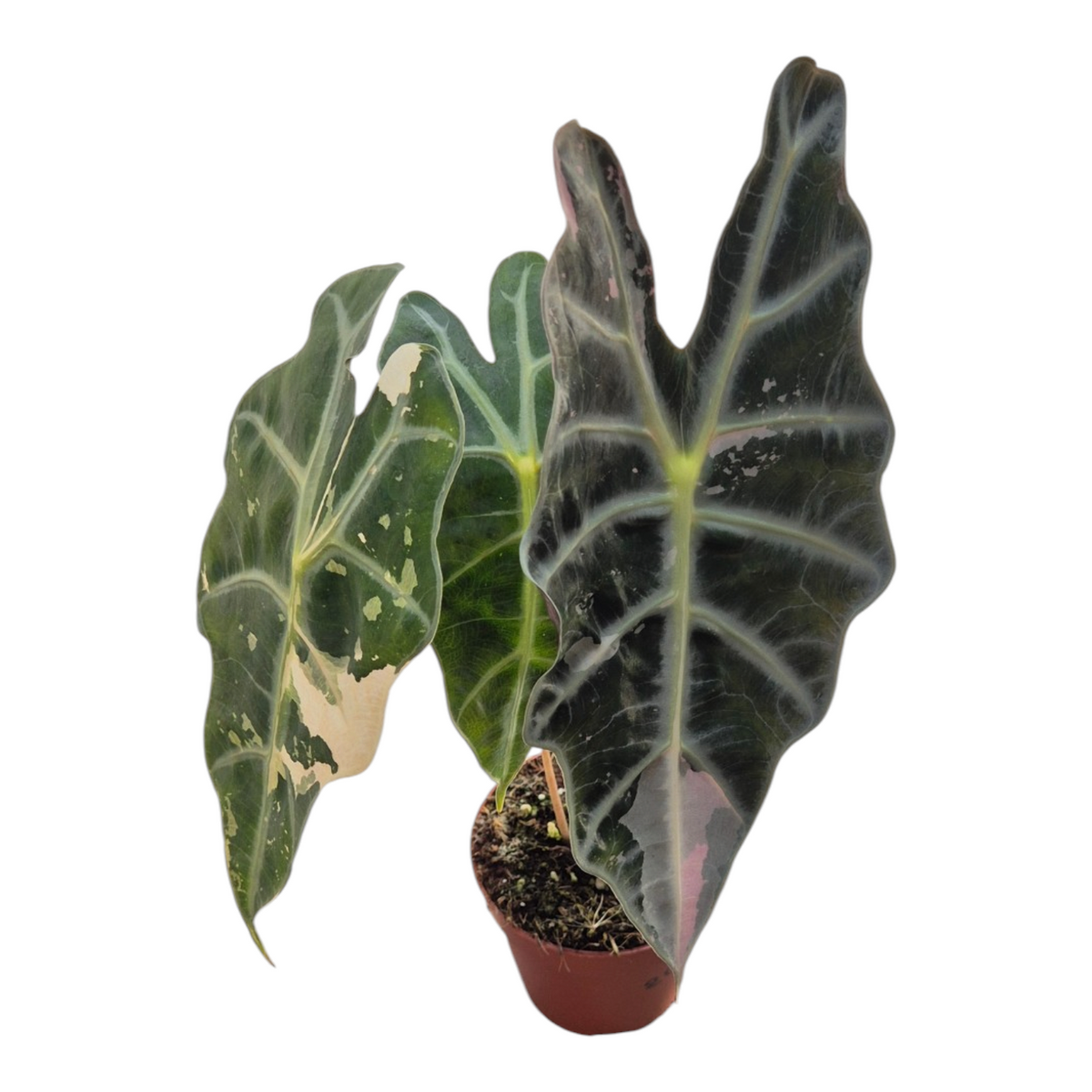 Live Sale Plant 248 Alocasia Polly Variegata Pink