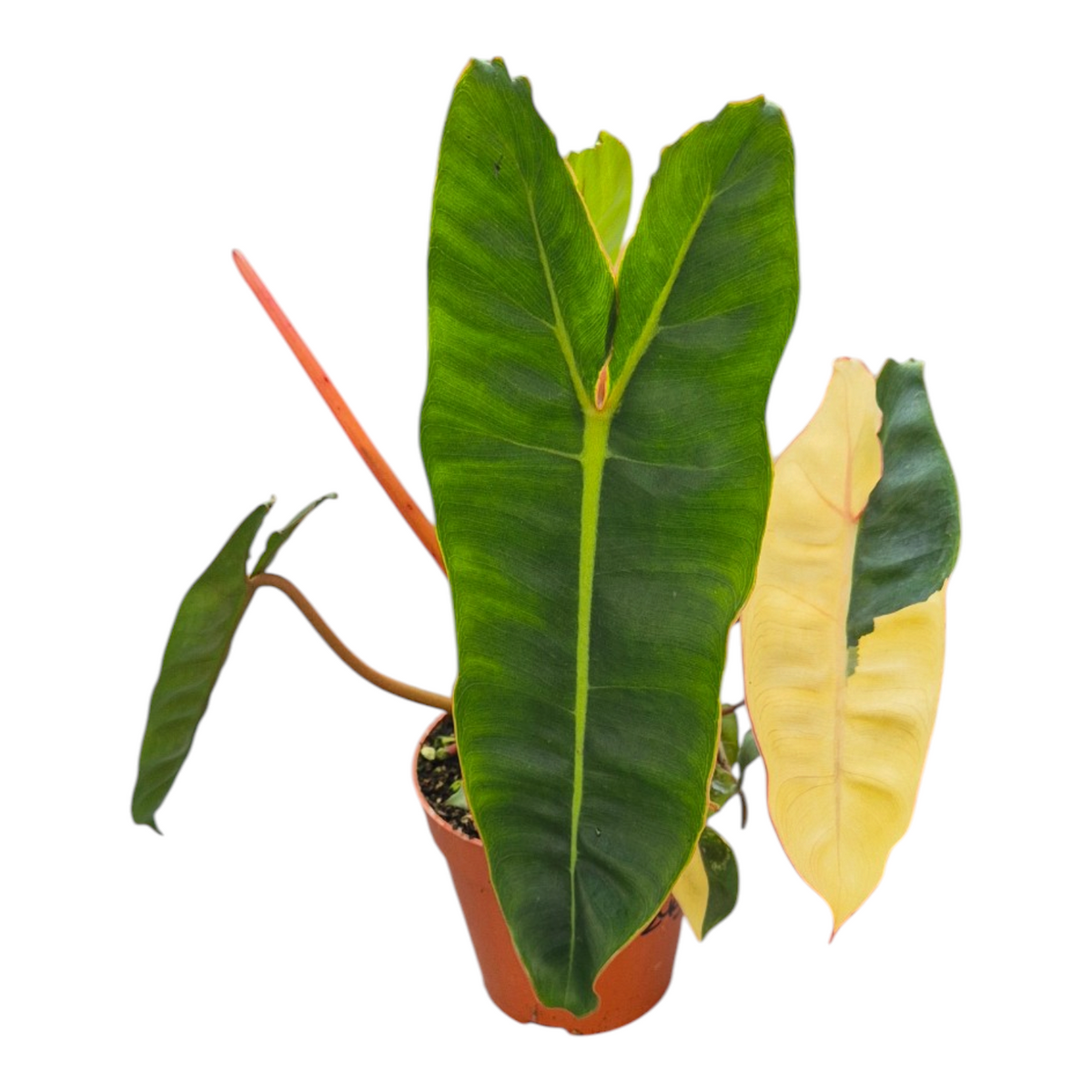 Live Sale Plant 249 Philodendron Billietiae Variegata