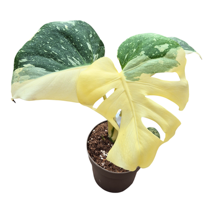 Monstera Thai Constellation Crème Brulee