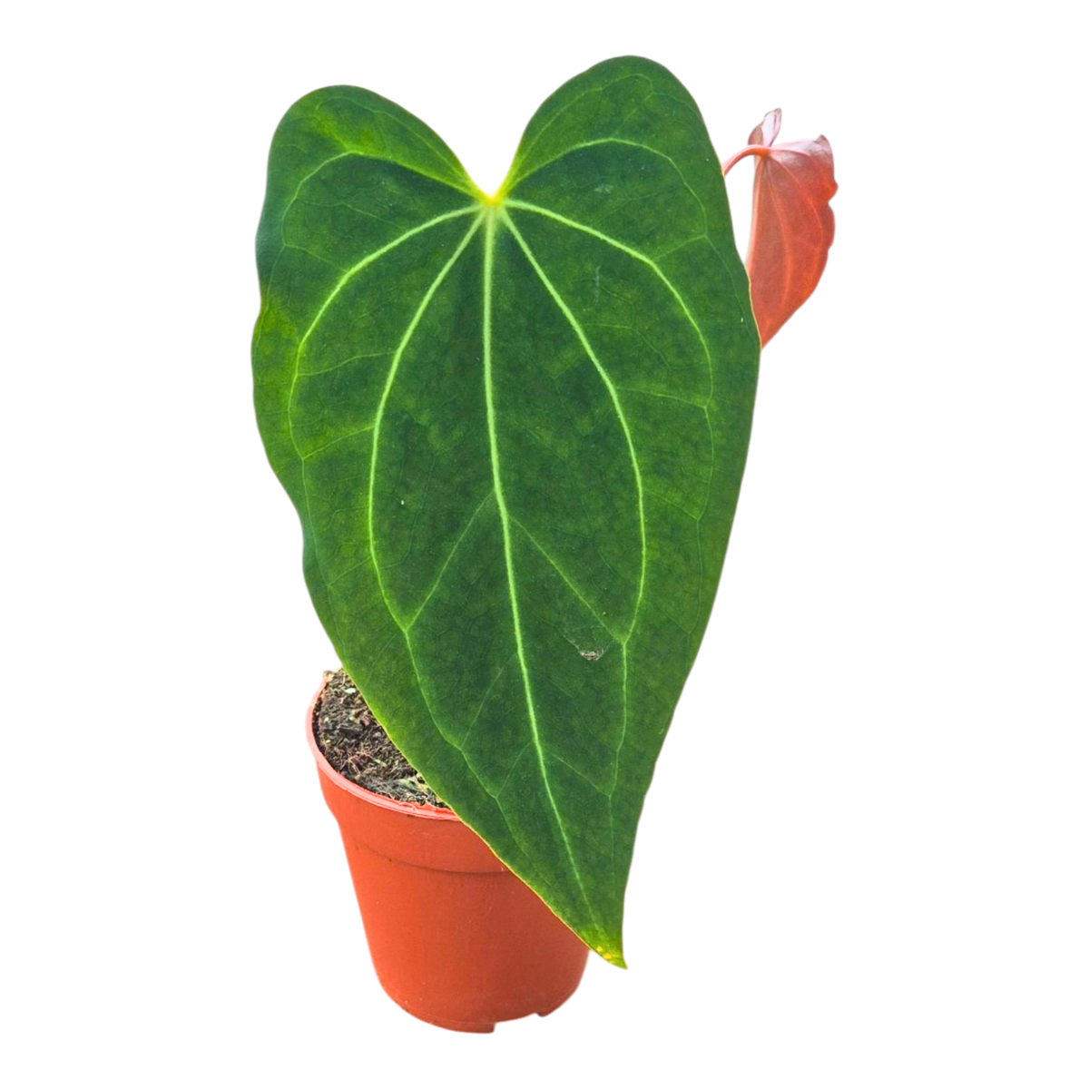 Selected DocBlock Anthurium Black Widow® '43' X Black Widow® '43'