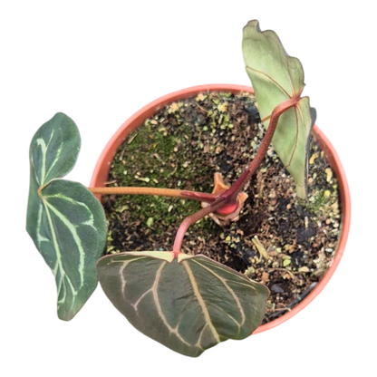 Ausgewählte DocBlock-Anthurium Michelle® '1' X Black Widow® '13' *2