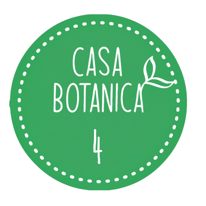 Live sale plant 4 Monstera Blanchetii