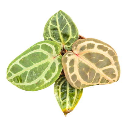 DocBlock Anthurium Home, Sweet Home® '32' X Crystal Red® '12'