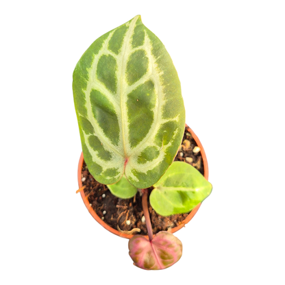 DocBlock Anthurium Angela® '35' X Tortoise Shell® Brown '34'