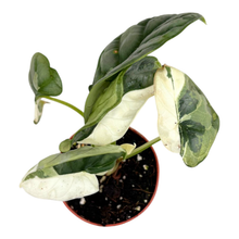 Ausgewählte Alocasia „Silver Dragon Variegata Albo“