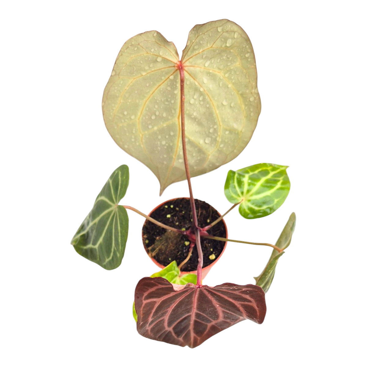 DocBlock Anthurium Angela® '35' X Black Widow® '13'