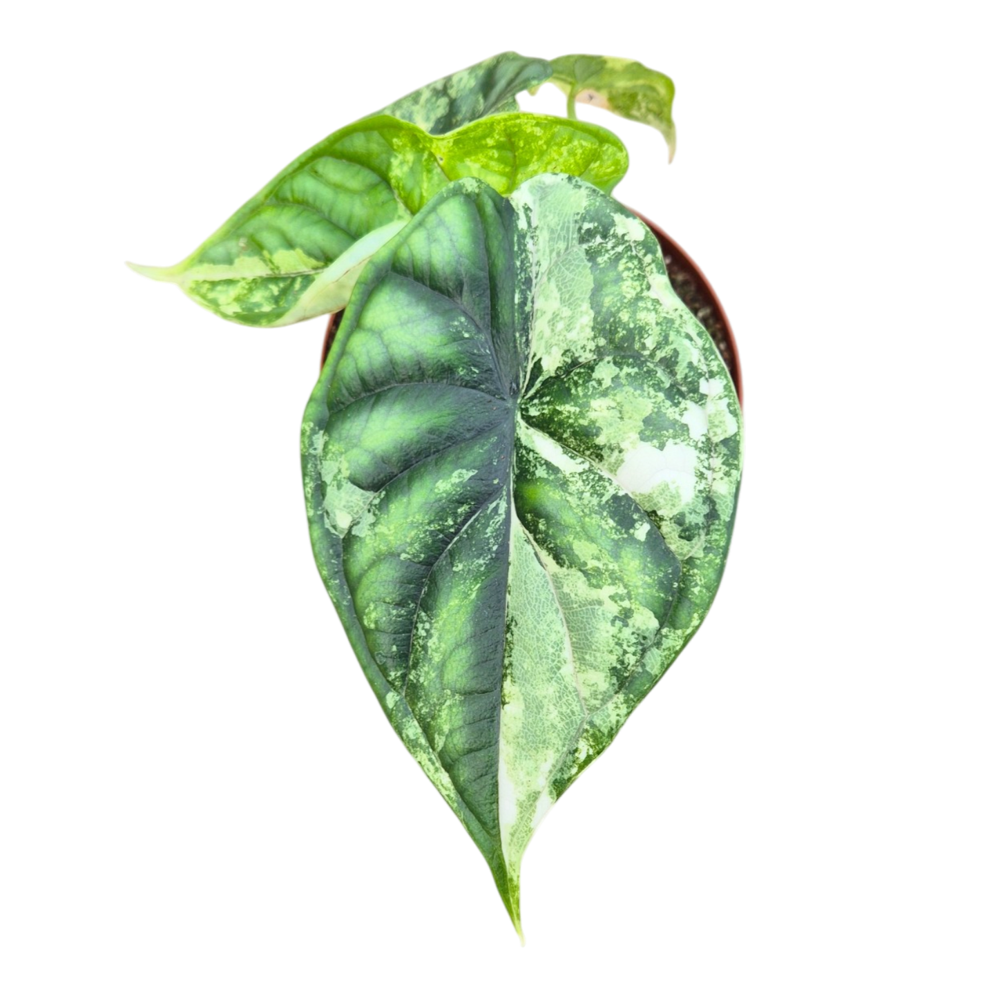 Alocasia Dragon Scale Variegata