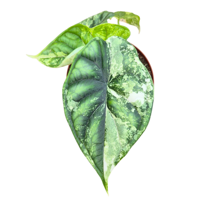 Alocasia Dragon Scale Variegata