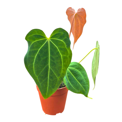 Selected DocBlock Anthurium Black Widow® '43' X Black Widow® '43'