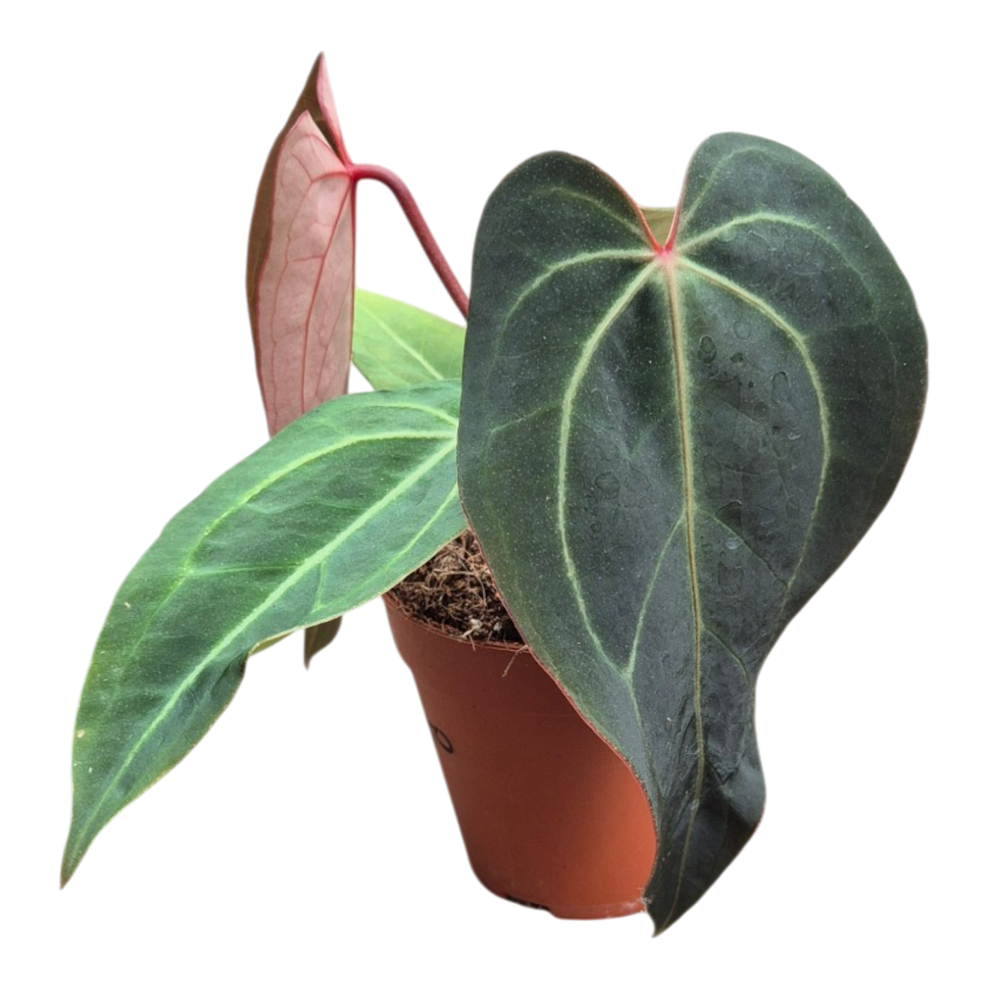 Selected DocBlock Anthurium Dark & Handsome® '9' X Michelle® '10' *34