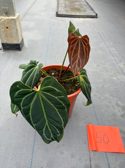 plante de vente vivante 50