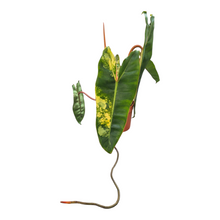 Live Sale Plant 250 Philodendron Billietiae Variegata