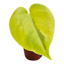 Live Sale Plant 251 Monstera Deliciosa Aurea Variegata