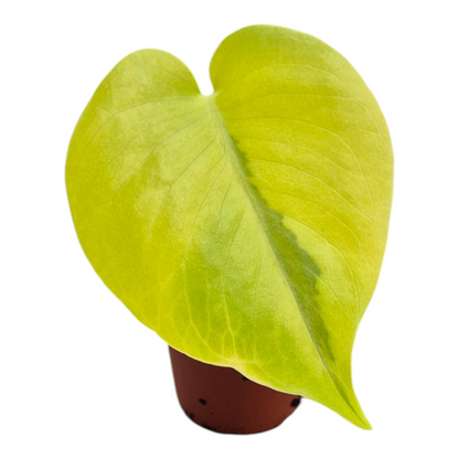 Live Sale Plant 251 Monstera Deliciosa Aurea Variegata